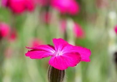 自尊自爱的经典句子(精选40句)