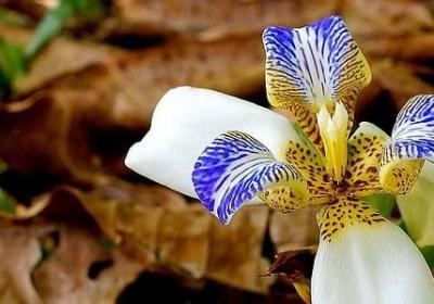 美妙的句子简短的(共70句)