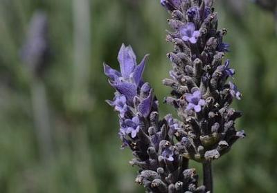 美食的好句子(精选70句)