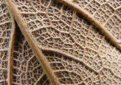 胖的幽默句子(汇总50句)