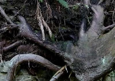 老人生病的感悟句子(实用70句) 老人生病的感悟句子(实用70句)