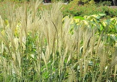 美好心愿的句子(通用60句)