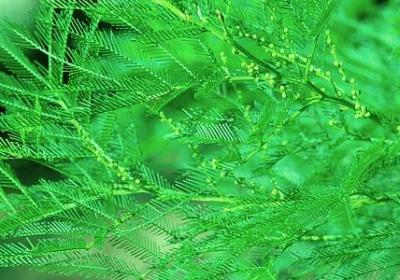 美好早晨的句子(汇总40句)