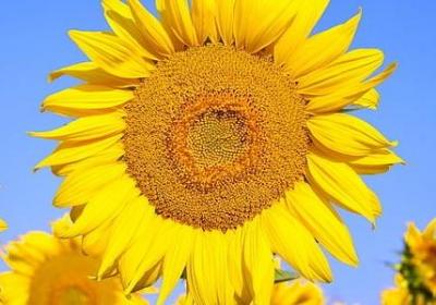 美好心情的句子(共60句)