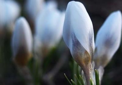 美好祝愿的句子(60句)