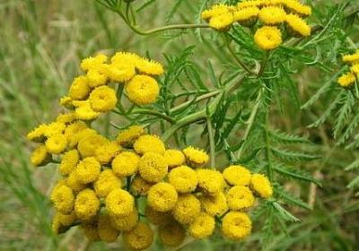 老师和蔼可亲的句子(必备50句)