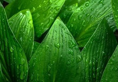 美人的句子(优选40句)