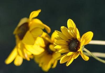 美好愿望的句子(优选50句)