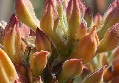 翡翠的句子(实用11句) 翡翠的句子(实用11句)