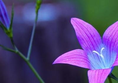 美好阳光的句子(汇总60句) 美好阳光的句子(汇总60句)