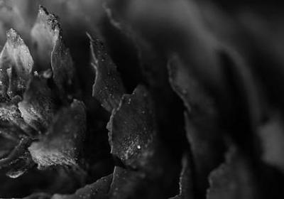 老人的句子(共50句)