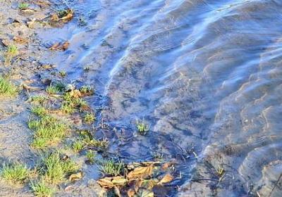 花语心情的句子(汇总80句)