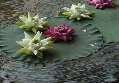 花开的漂亮的句子(精选40句)