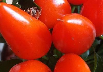 花朵盛开的句子(推荐70句)