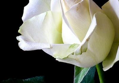 花的励志句子(共10句)