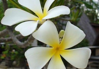 舍己为人的句子(汇总52句)