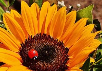 艺术的熏陶优美句子(必备50句)