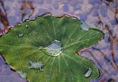花朵的句子(合集40句)