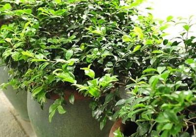 花开花落的伤感句子(热门50句)