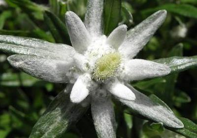 芦苇的唯美句子(优选40句)