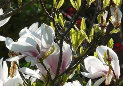 花朵绽放的句子(实用40句)