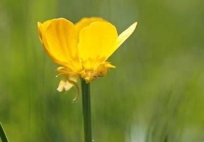 英文美好的句子(40句)