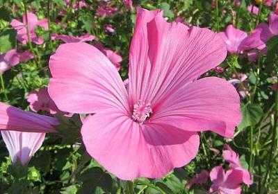 蜜蜂的句子(合集40句)