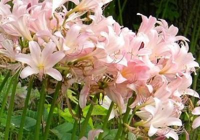 菊花开放的句子(实用40句)