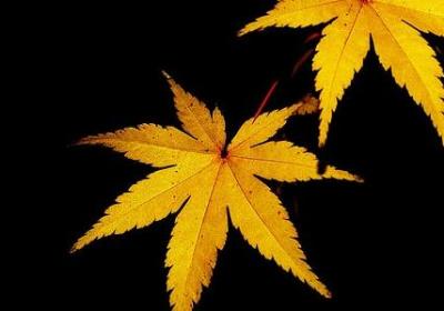 优美的句子很短(优选30句)