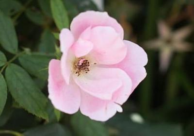 优雅的句子伤感(热门69句)