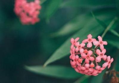 传统春节的描写句子(精选6句)