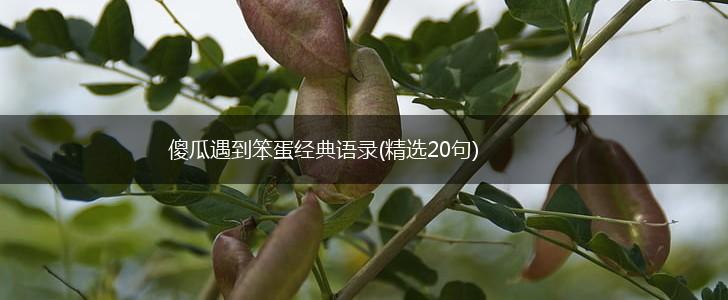 傻瓜遇到笨蛋经典语录(精选20句),第1张