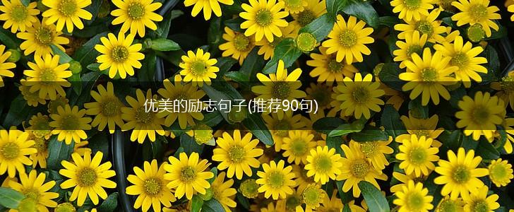 优美的励志句子(推荐90句),第1张