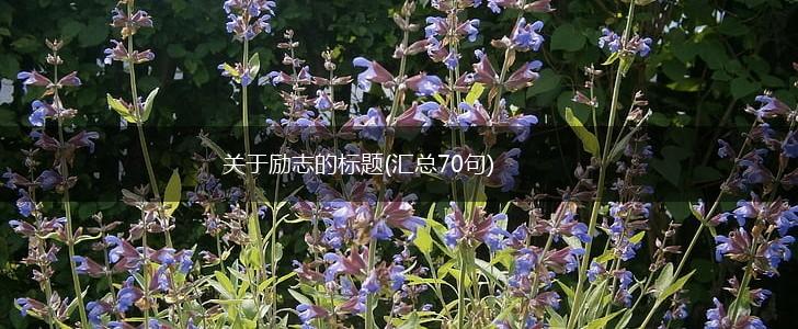 关于励志的标题(汇总70句),第1张
