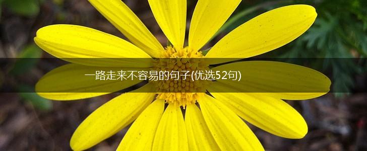 一路走来不容易的句子(优选52句),第1张