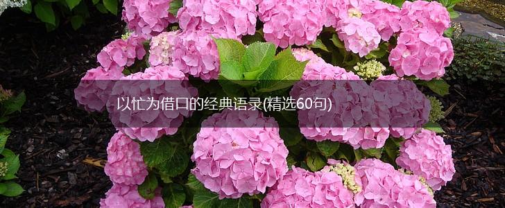 以忙为借口的经典语录(精选60句),第1张