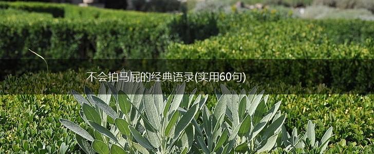 不会拍马屁的经典语录(实用60句),第1张