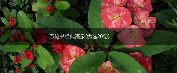 五轮书经典语录(优选20句),第1张
