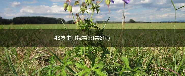 43岁生日祝福语(共8句),第1张