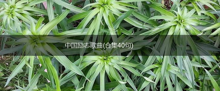中国励志歌曲(合集40句),第1张