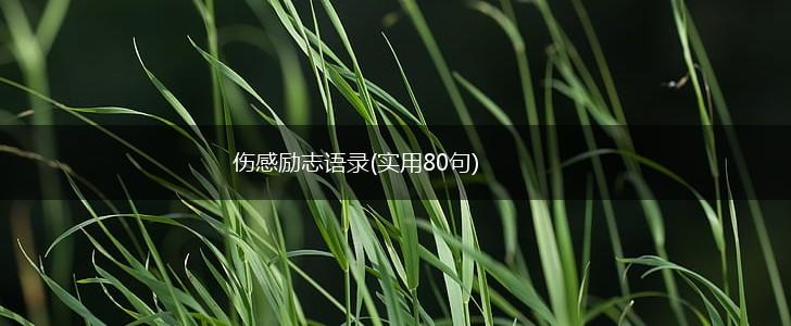伤感励志语录(实用80句),第1张
