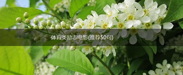 体育类励志电影(推荐50句),第1张