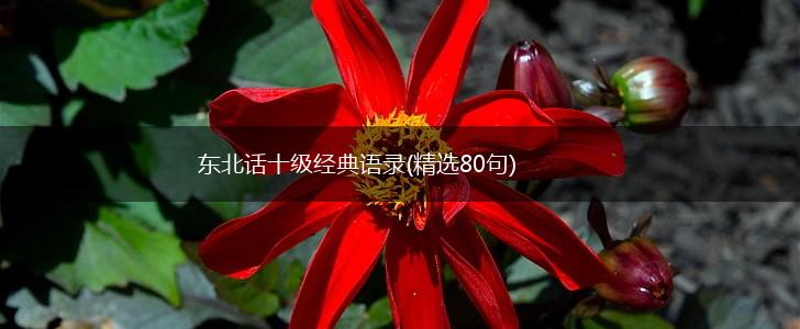 东北话十级经典语录(精选80句),第1张