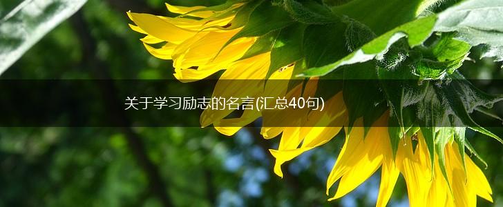 关于学习励志的名言(汇总40句),第1张
