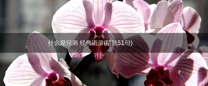 什么是兄弟 经典语录(精选51句),第1张
