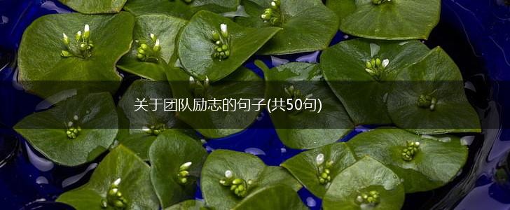 关于团队励志的句子(共50句),第1张