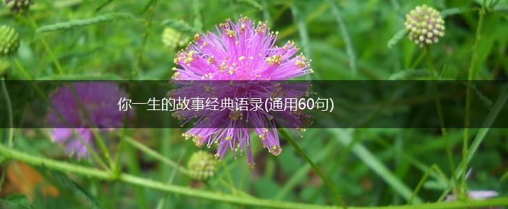 你一生的故事经典语录(通用60句),第1张