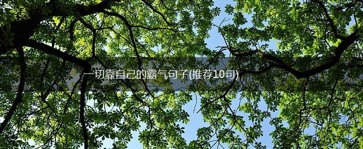 一切靠自己的霸气句子(推荐10句),第1张