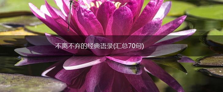 不离不弃的经典语录(汇总70句),第1张