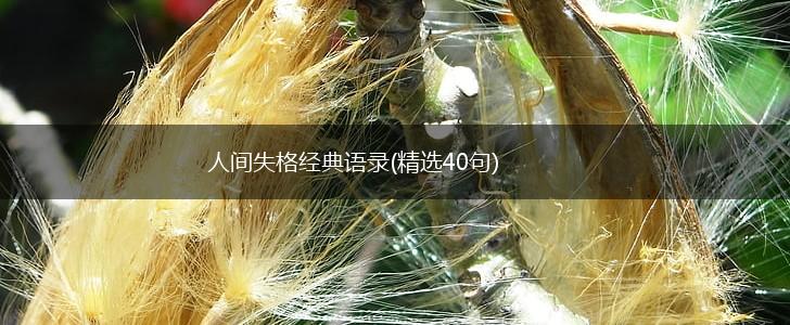 人间失格经典语录(精选40句),第1张